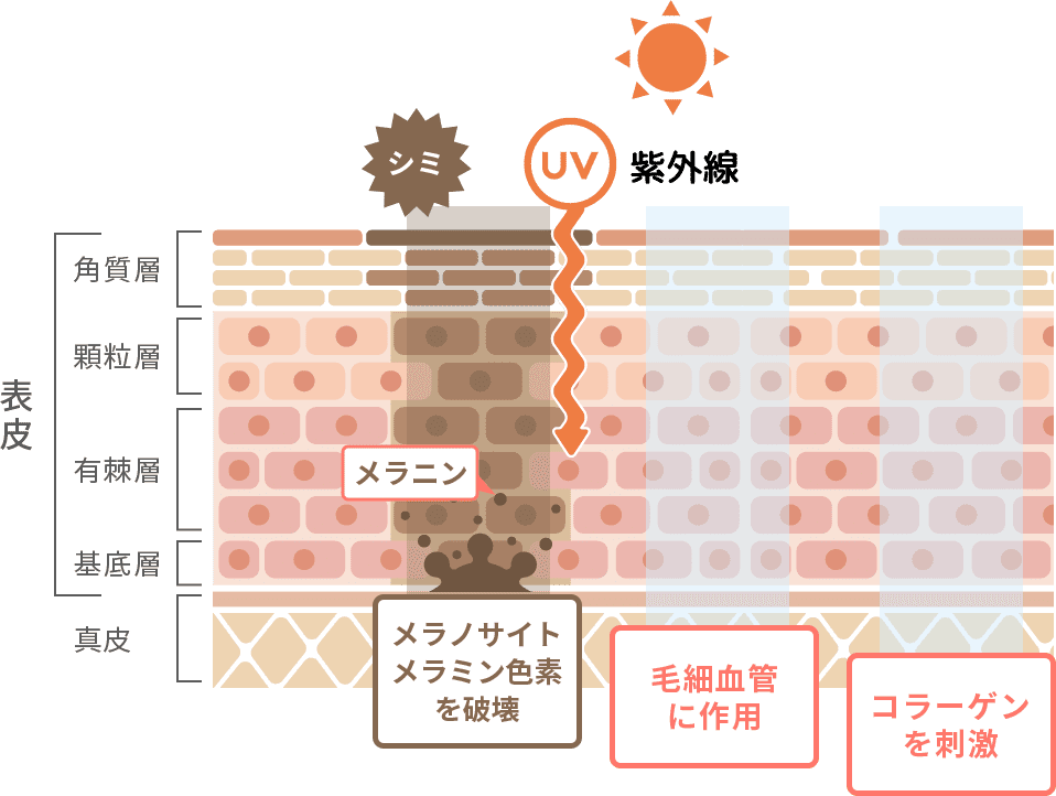 角層